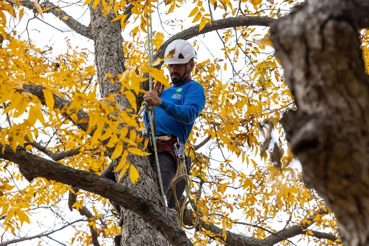 Skilled Tree Planing crew working in Terra Ceia