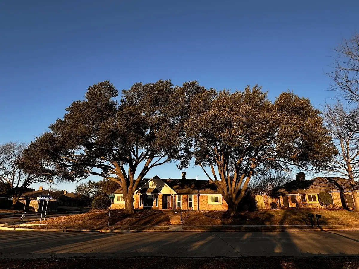 Established residential canopy tree shading a home in Terra Ceia